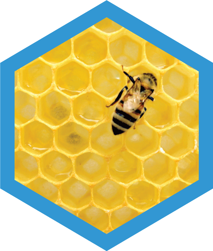 Honeybee on Honeycomb